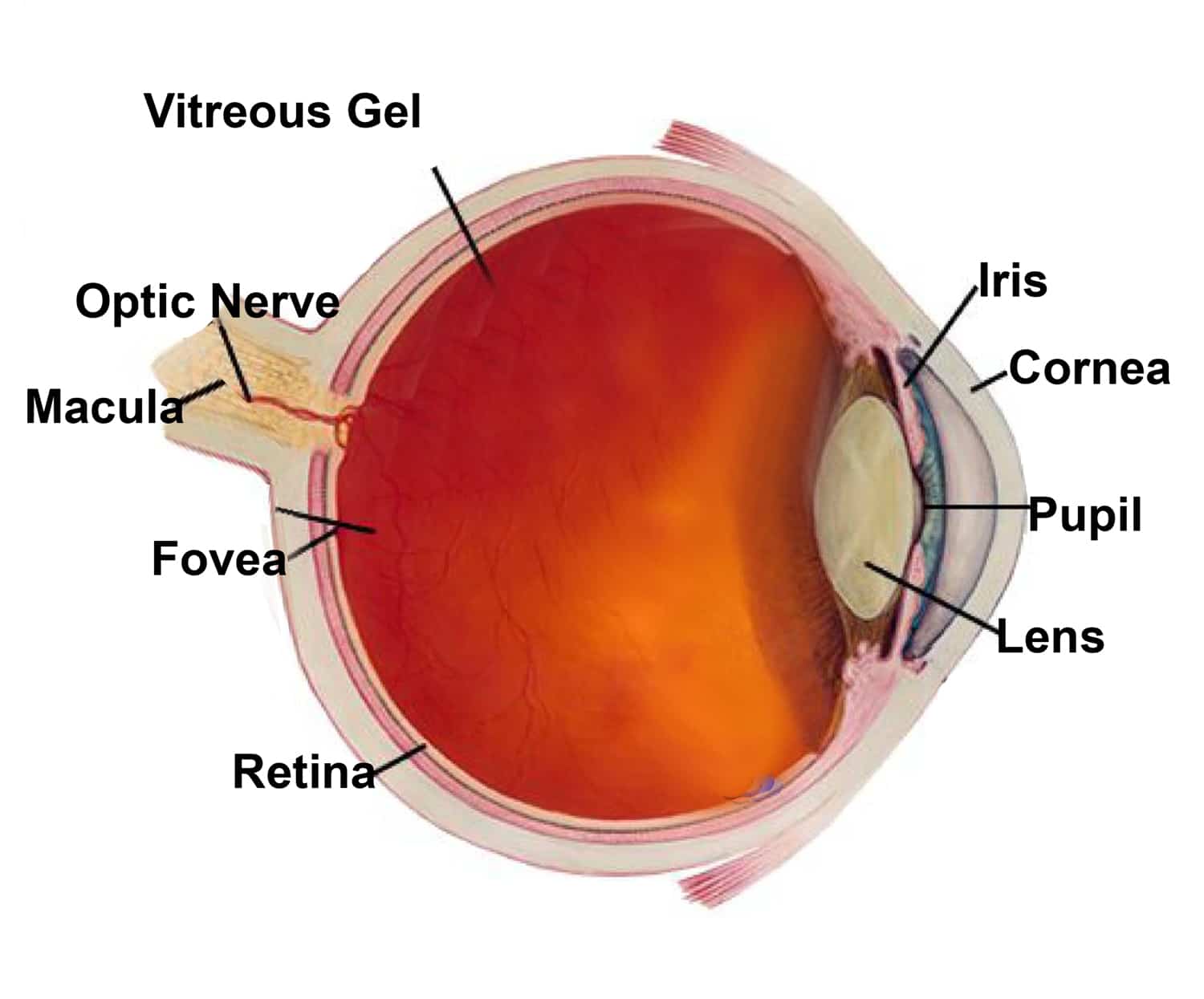 All About Your Eyes A Closer Look Inside From An Eye Care Doctor In 