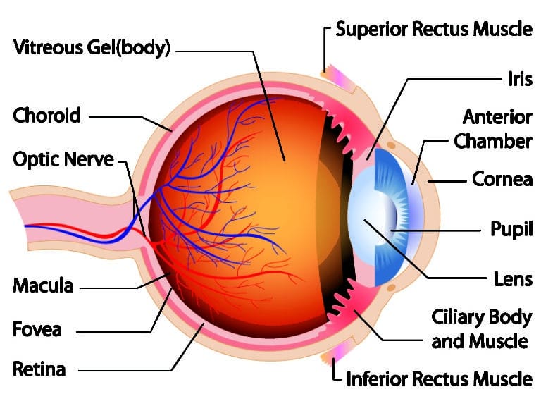 Uveitis – An Eye Health Issue Explored From Alpine Eye Care | Alpine ...